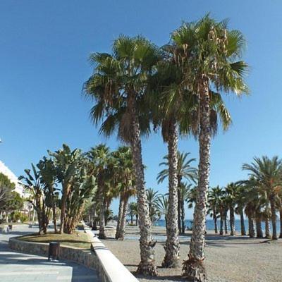 Sunshine Apartment At Tropical Coast Of Granada Almuñécar المظهر الخارجي الصورة
